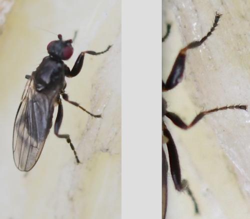 Réf. 299 186 : Crumomyia sp.
